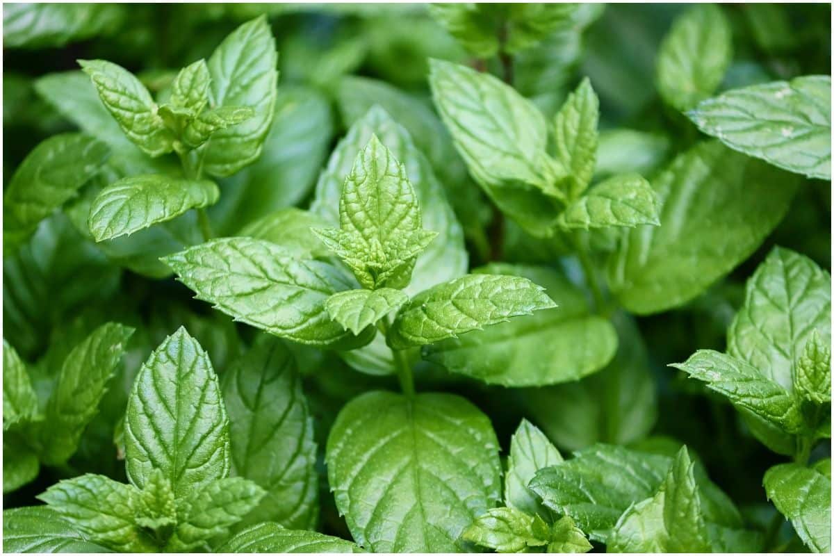 11 Healing Herbs and Spices That Will Improve Your Health