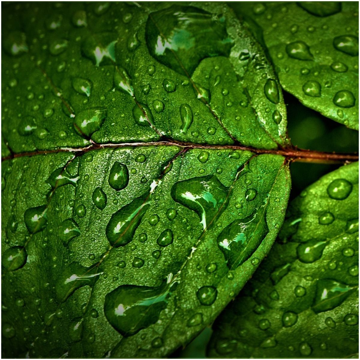 8 Amazing Health Benefits of Chlorophyll + Side Effects