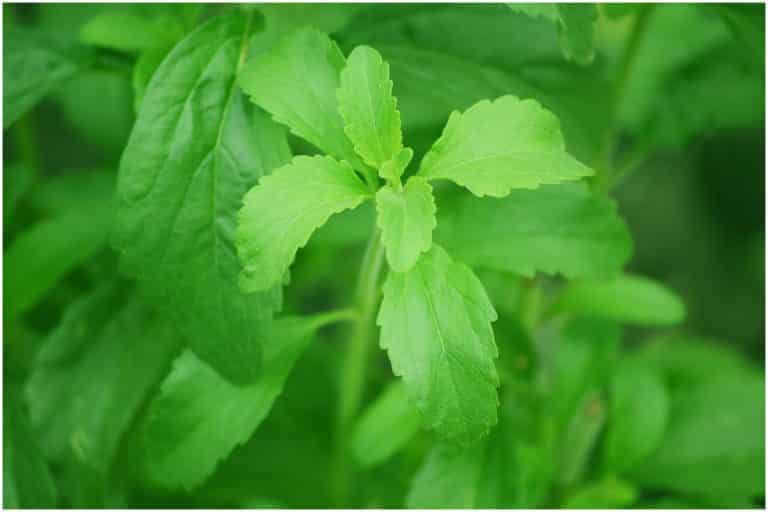 Thaumatin and Stevia Side effects and Dangers Awakening State