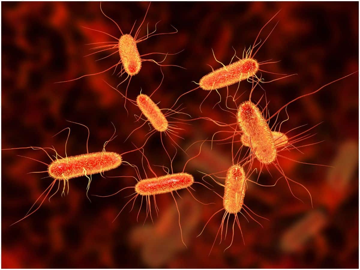 18 Interesting Facts About E. Coli Infection And Its Causes, Symptoms, Treatment, Prevention