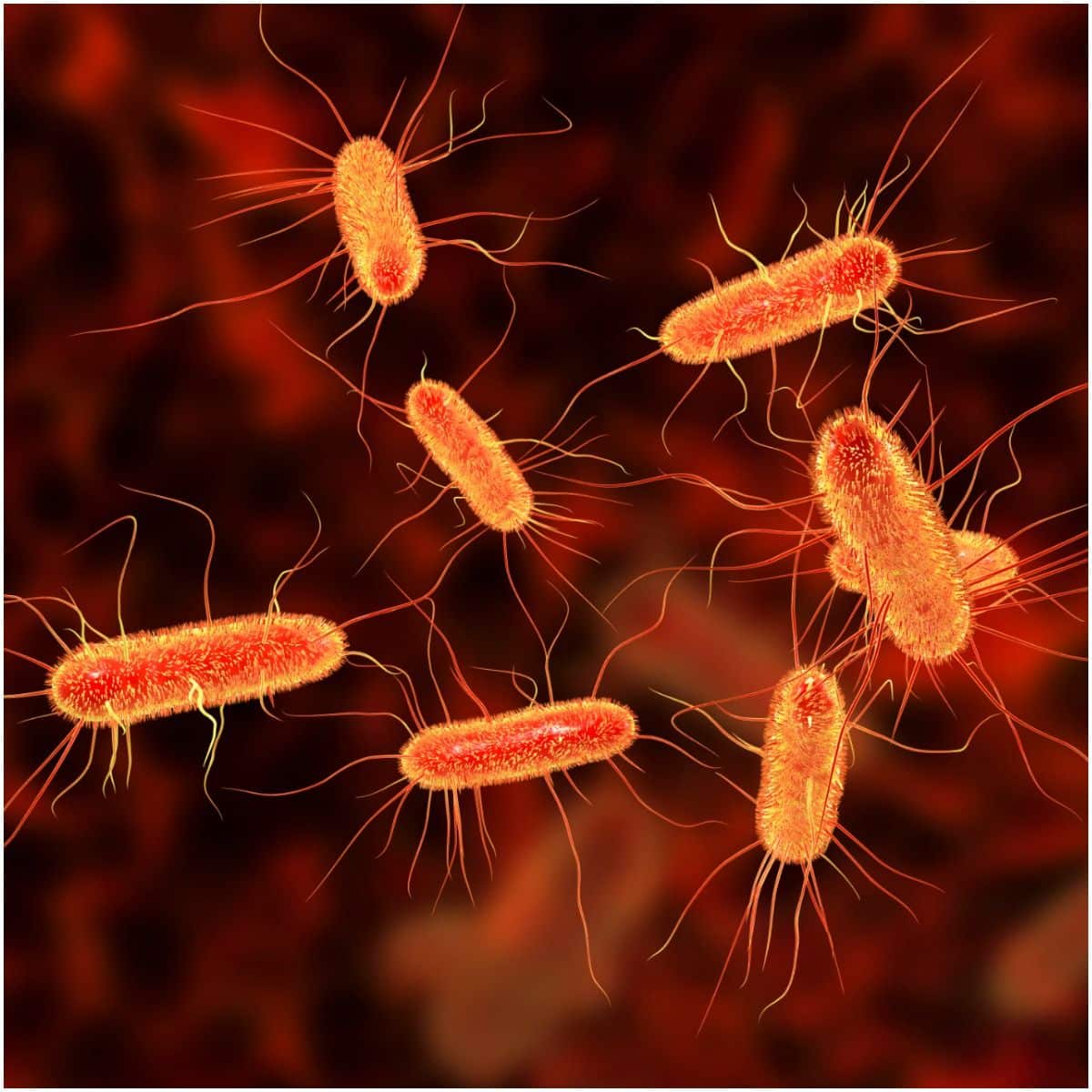 18 Interesting Facts About E. Coli Infection And Its Causes, Symptoms, Treatment, Prevention