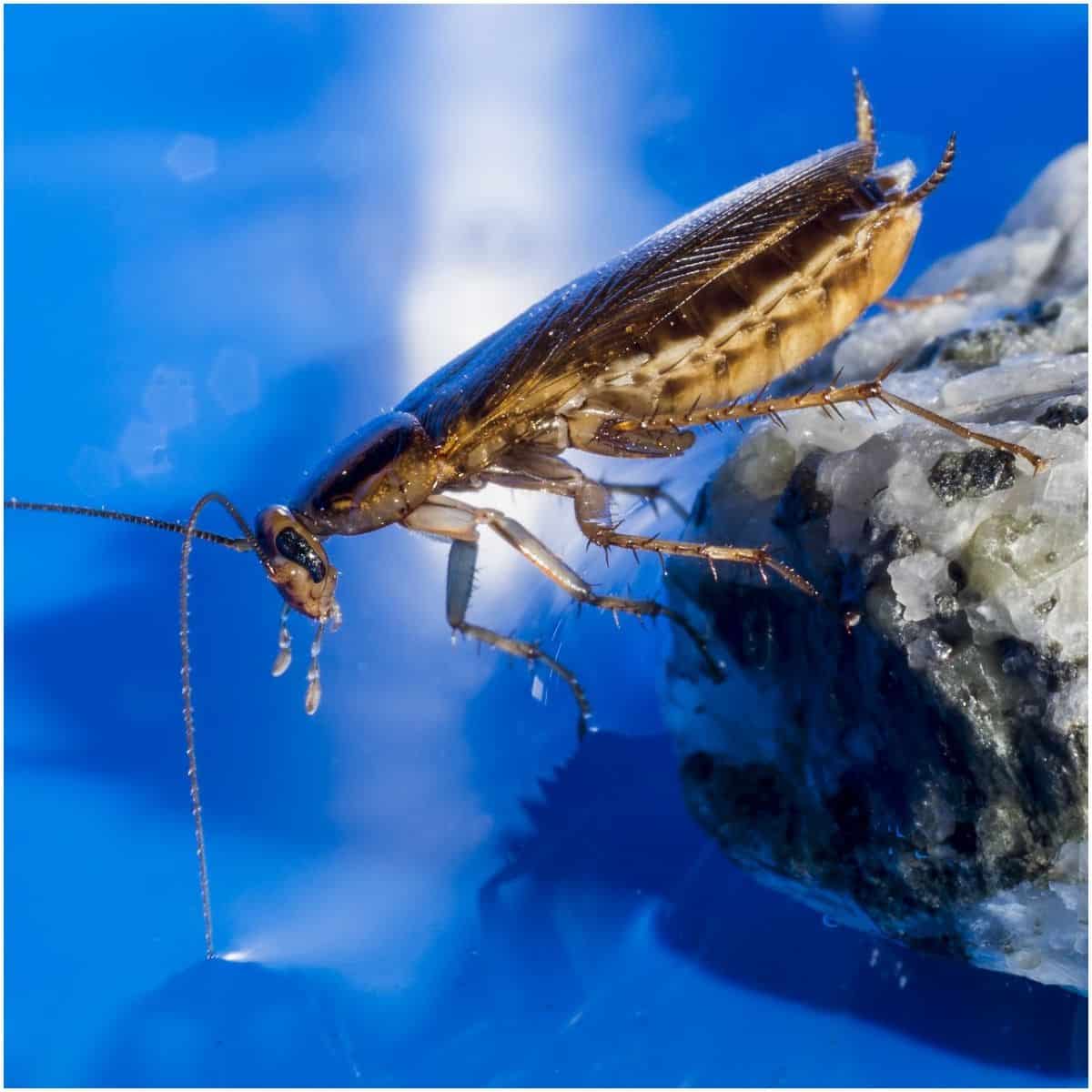 What does it mean to see cockroaches in your dreams 