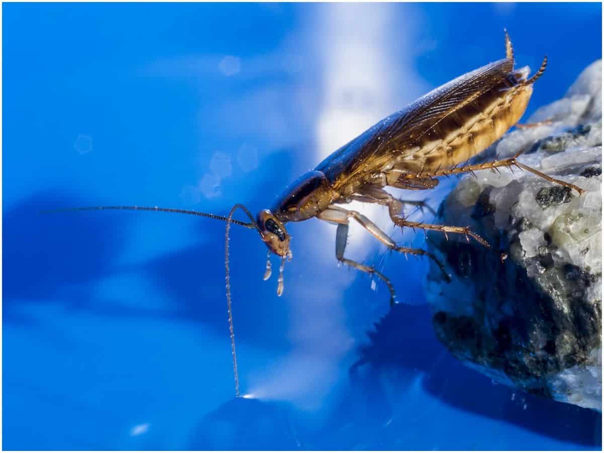 What does it mean to see cockroaches in your dreams