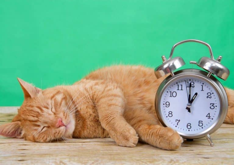 Spiritual Meaning Of Waking Up At 1am Biblical Meaning Awakening State spiritual-meaning-of-waking-up-at-1am-biblical-meaning-awakening-state