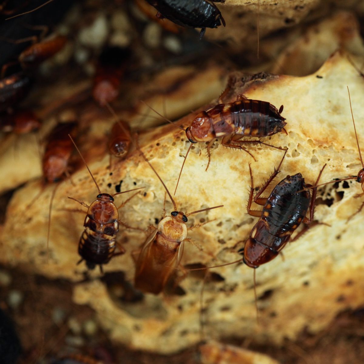 cockroaches in dreams