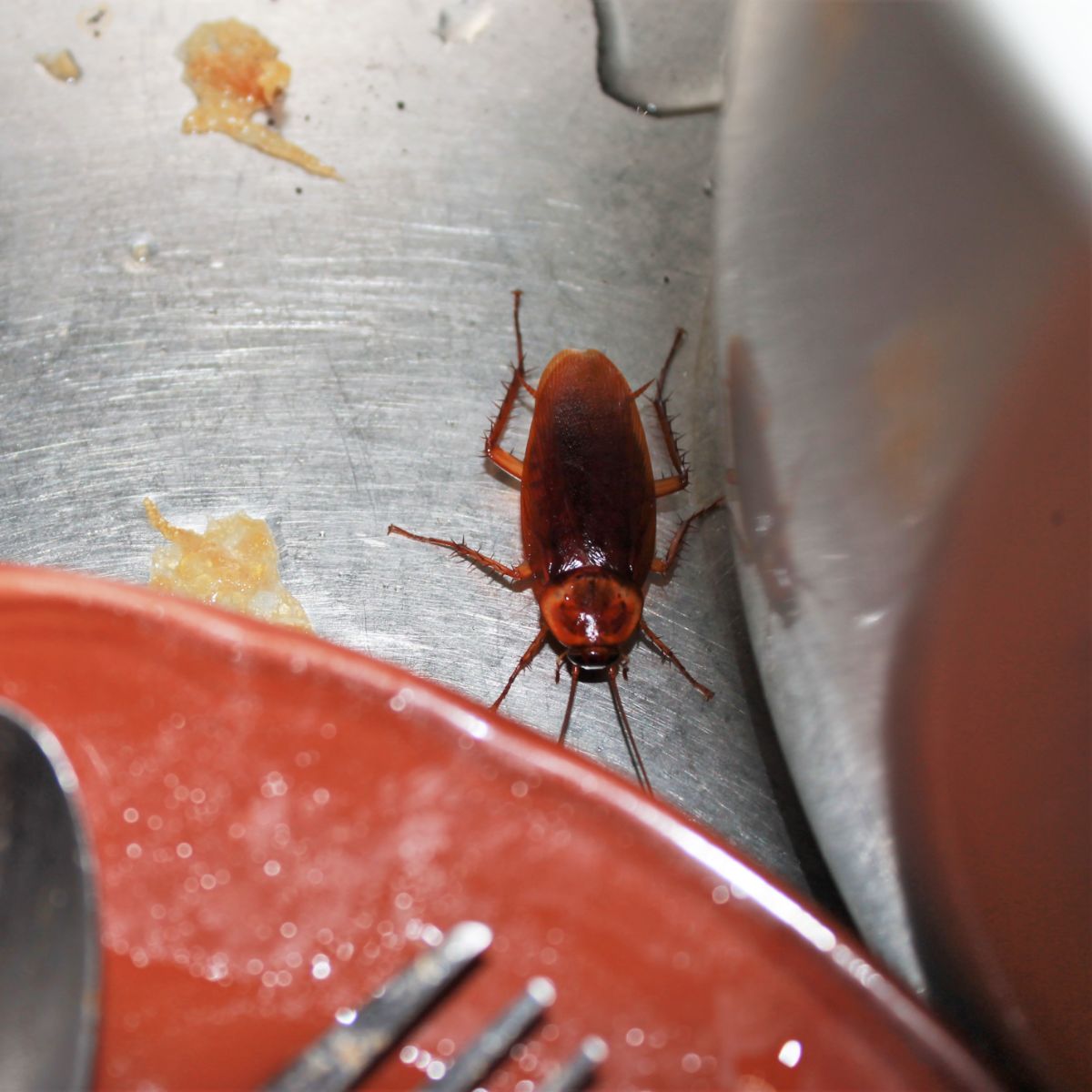 dream cockroaches