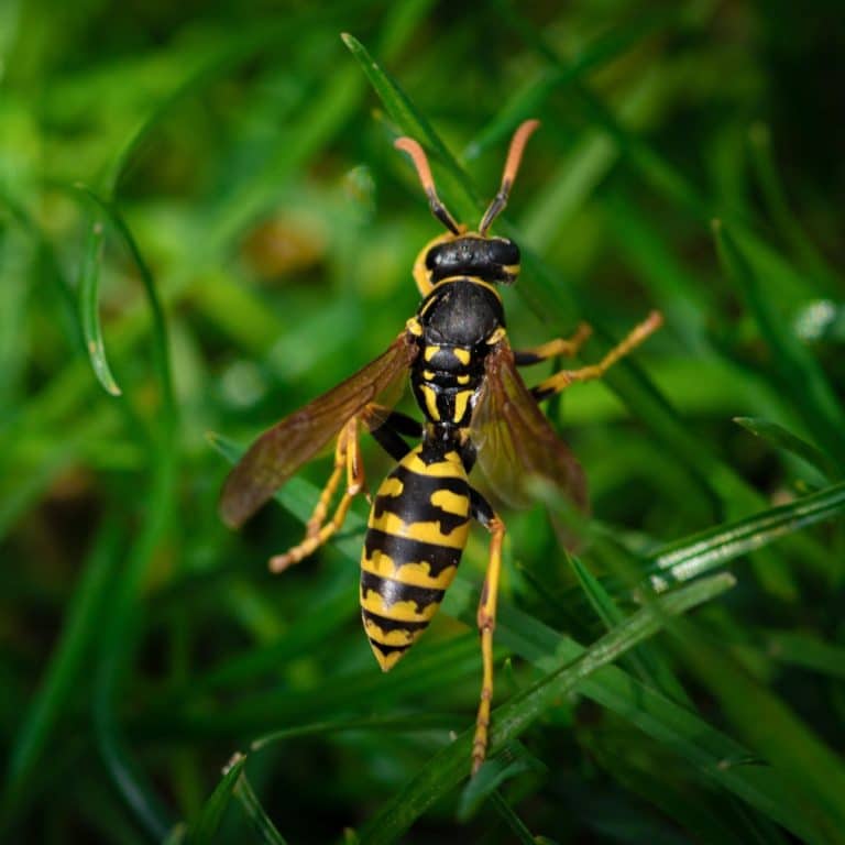 The Spiritual Meaning of the Wasp Awakening State