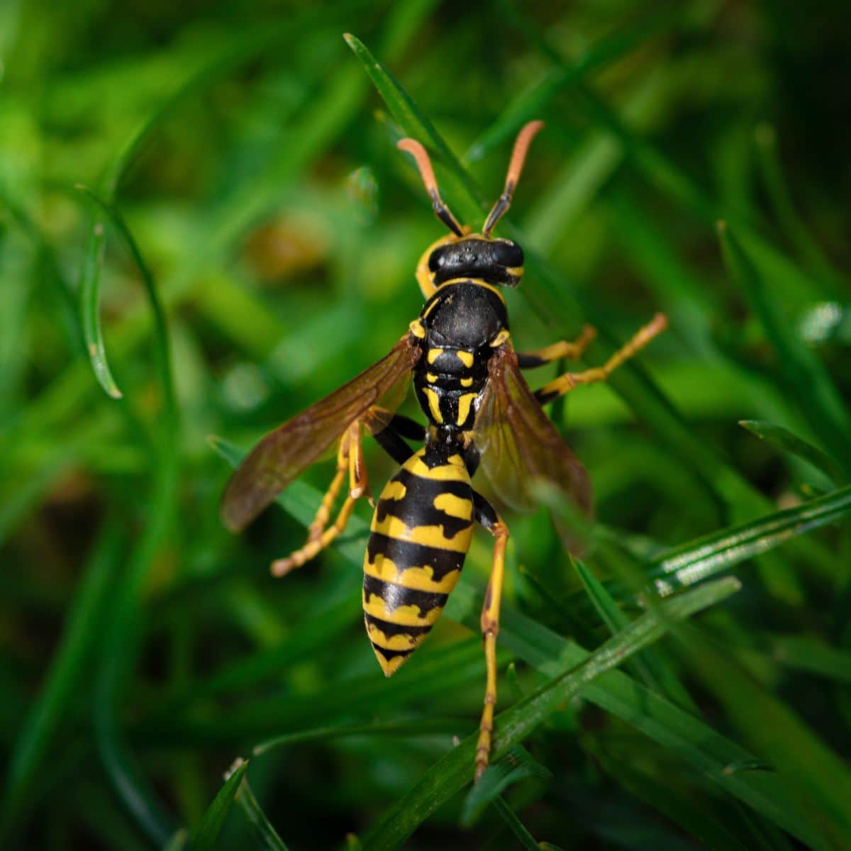 spiritual meaning of wasps