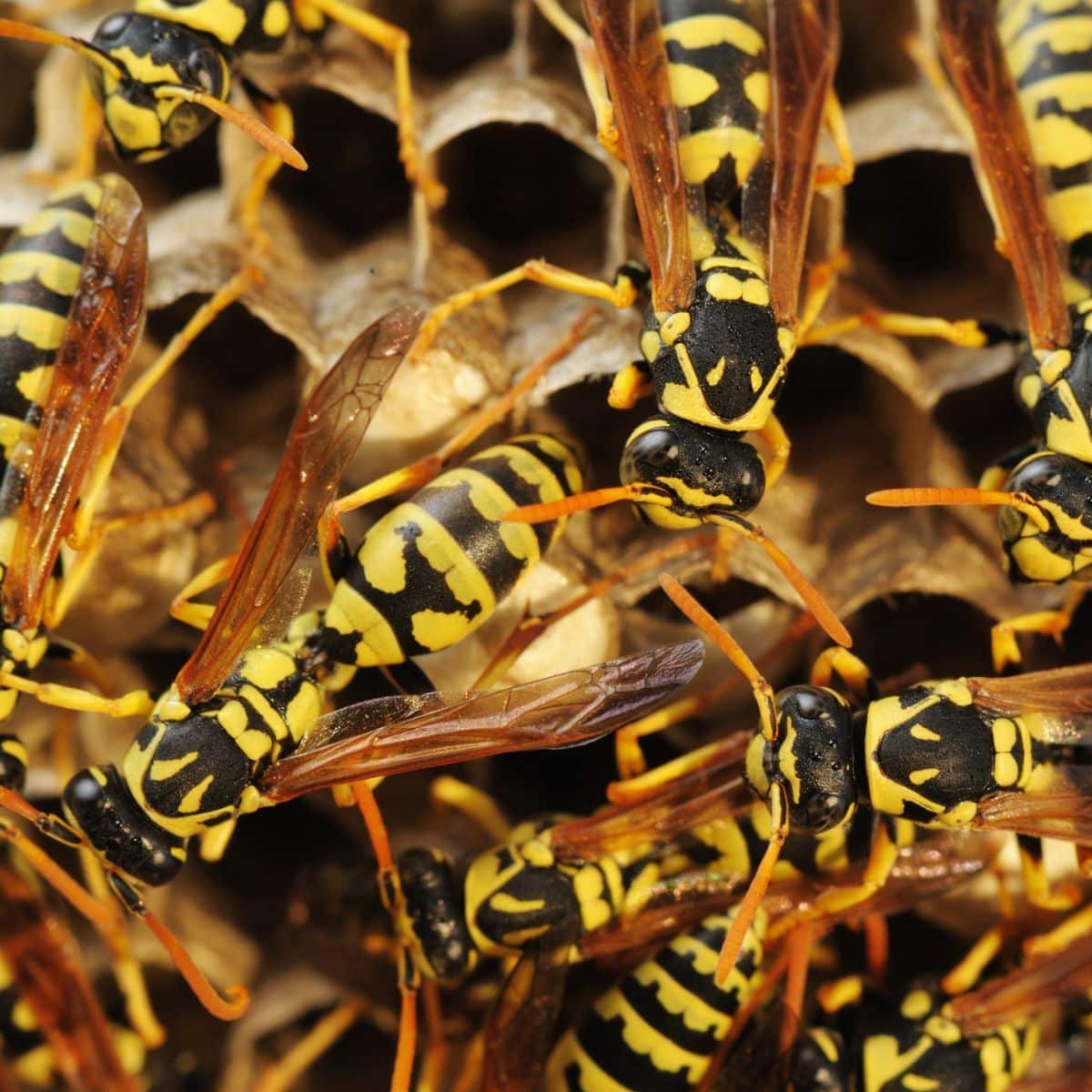 The Spiritual Meaning of the Wasp - Awakening State