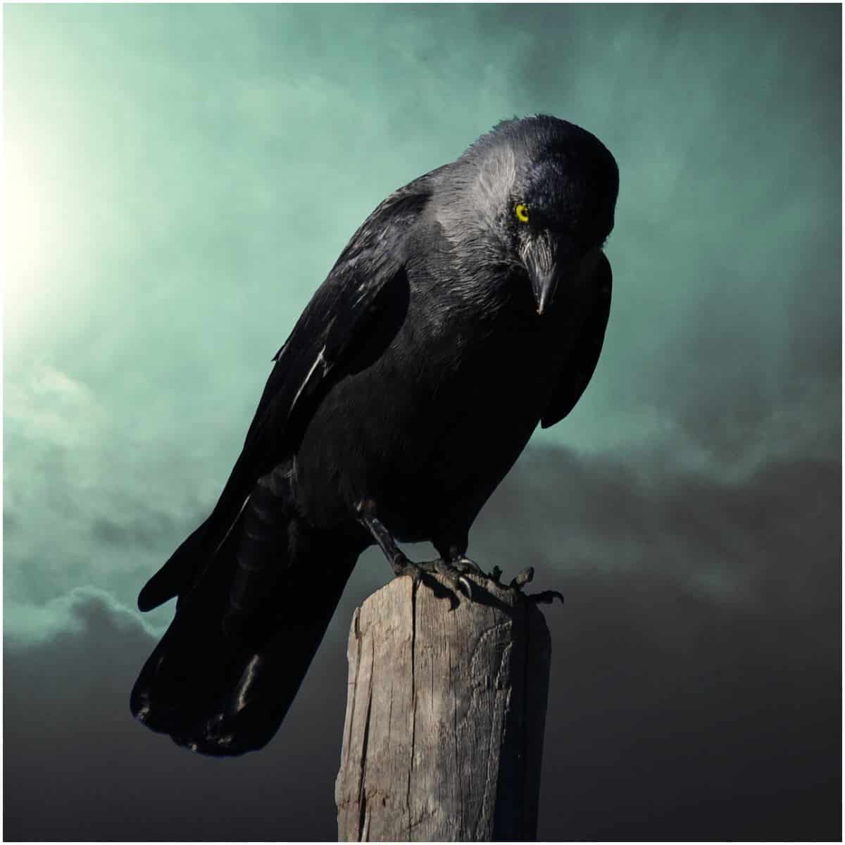 The Spiritual Meaning of Crows - Awakening State