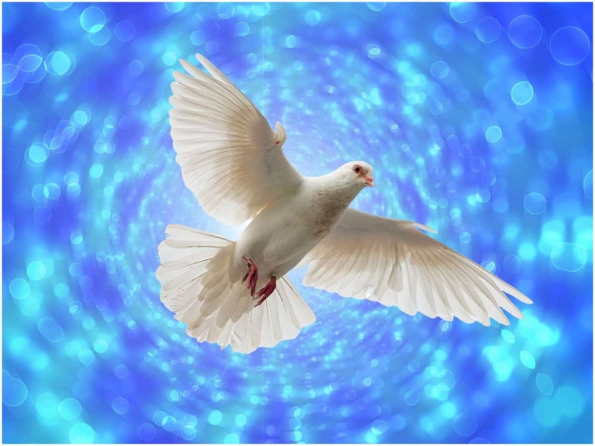 The Spiritual Meaning of a Pair of Doves