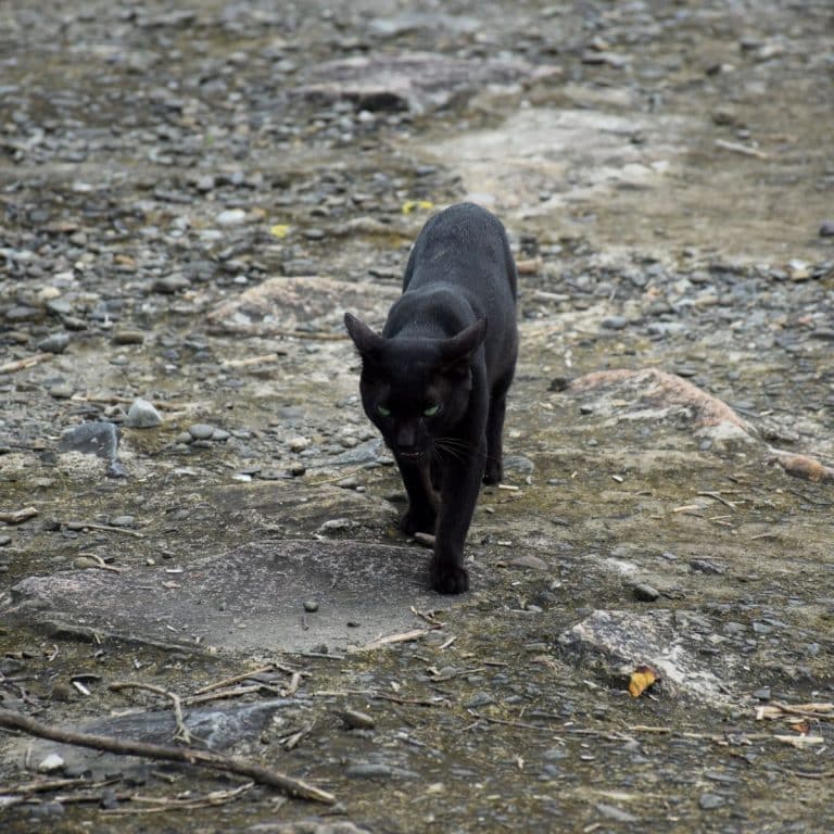 The Spiritual Meaning of a Black Cat Crossing Your Path Awakening State