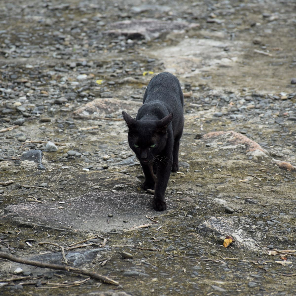 black cat crossing your path while driving spiritual meaning