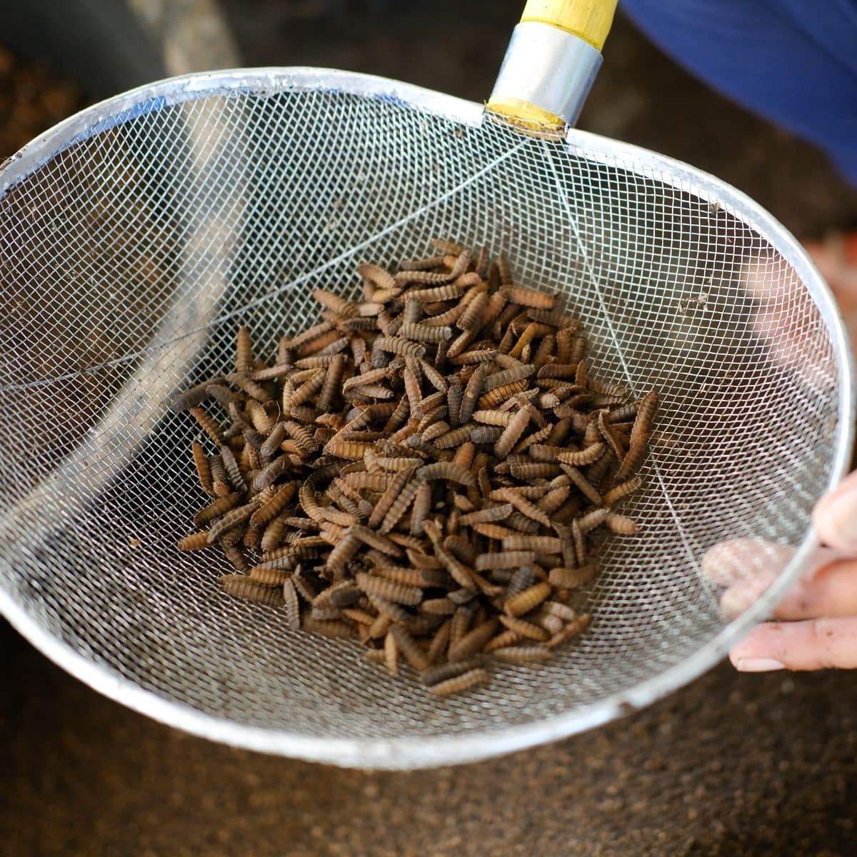 Spiritual Meaning of Maggots in House and Dreams Awakening State