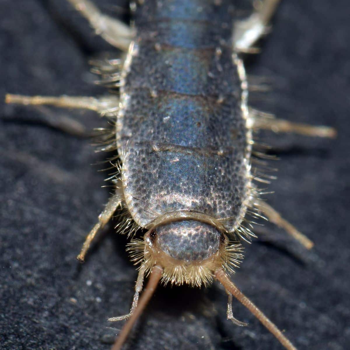 Are silverfish good luck