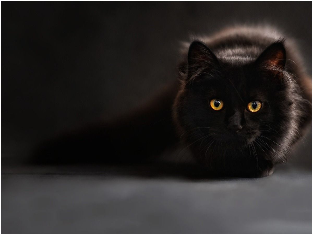 Can cats see Guardian Angels