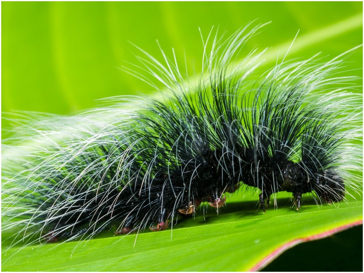Hairy caterpillar spiritual meaning