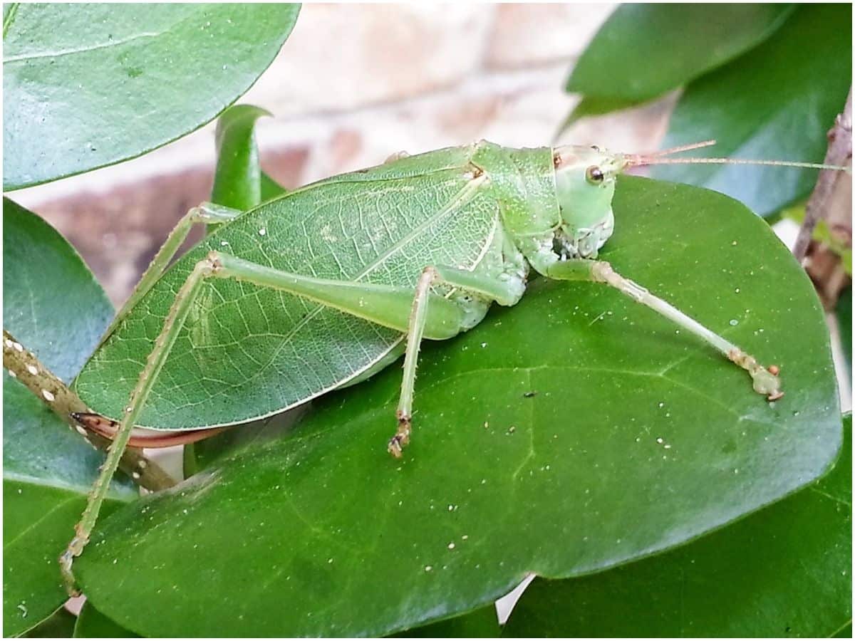 Katydid spiritual meaning