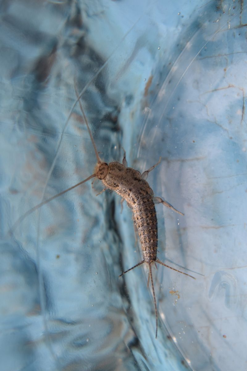 Silverfish Symbolism