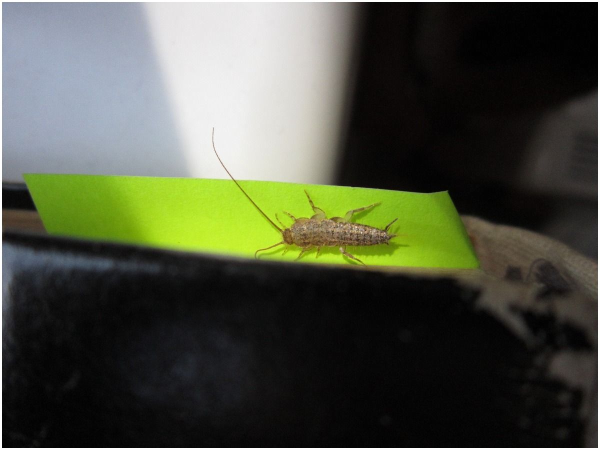 Silverfish spiritual meaning
