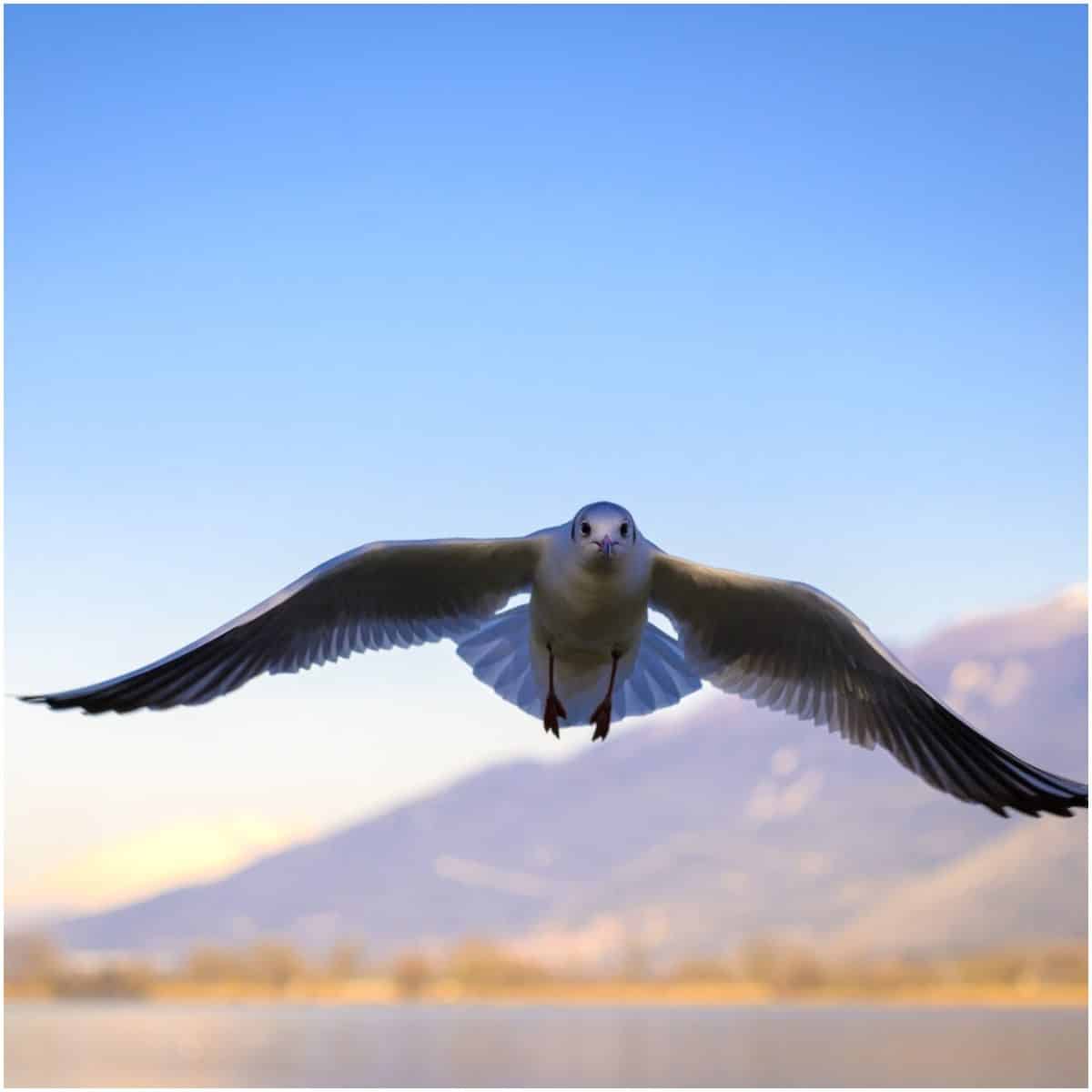 Spiritual meaning of birds flying in front of you - Awakening State