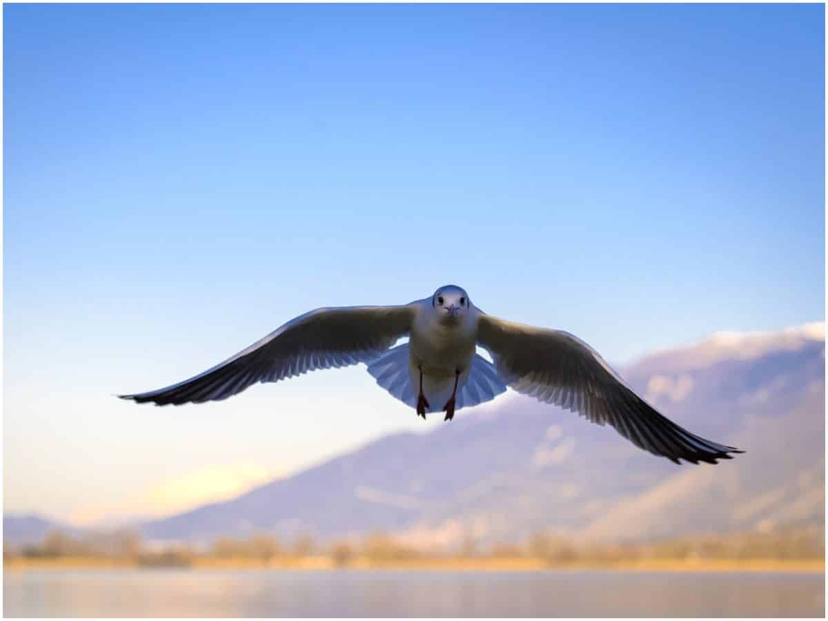 Spiritual meaning of birds flying in front of you