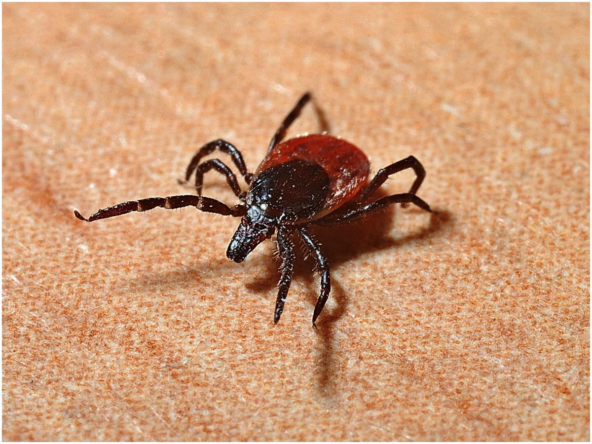 Spiritual meaning of ticks