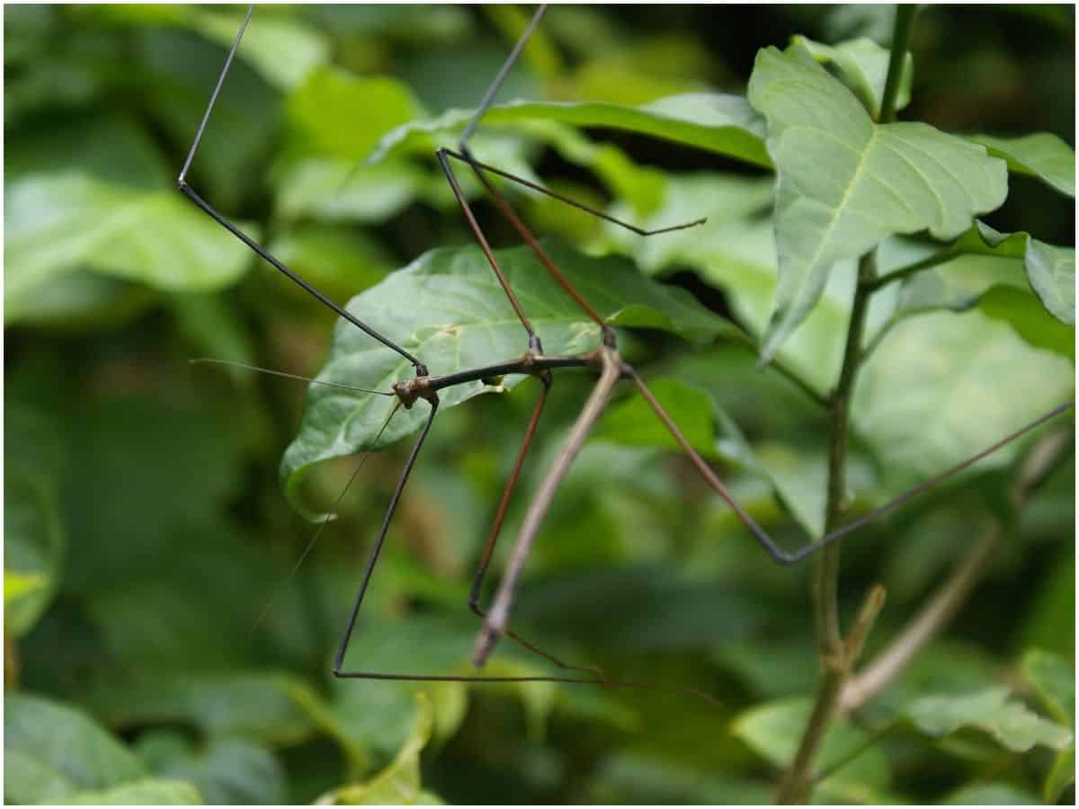Stick Bug Spiritual Meaning