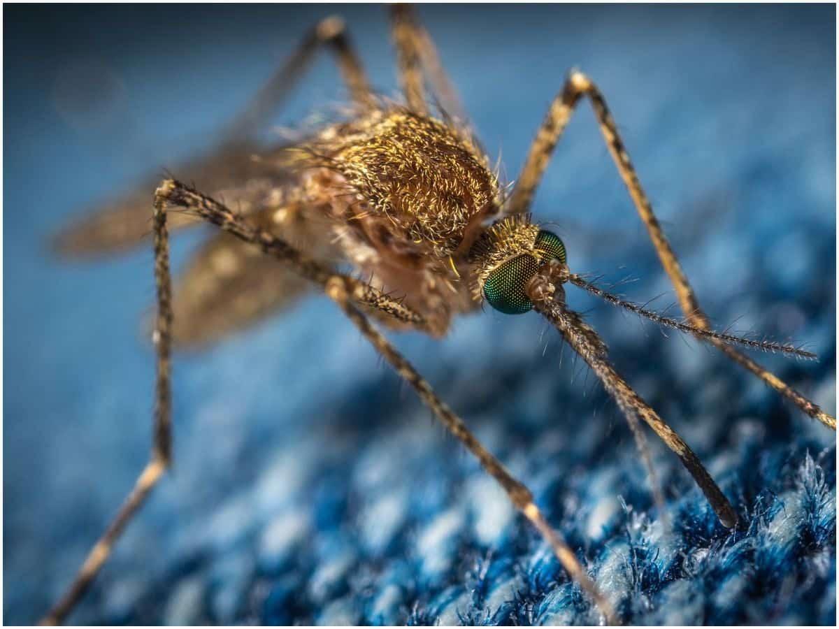 The Spiritual Meaning of Mosquitos