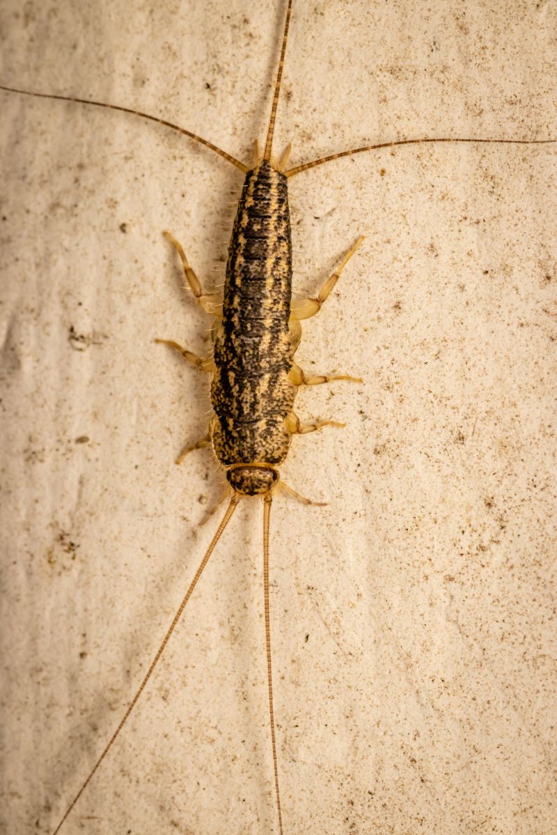 What does it mean to see a silverfish 