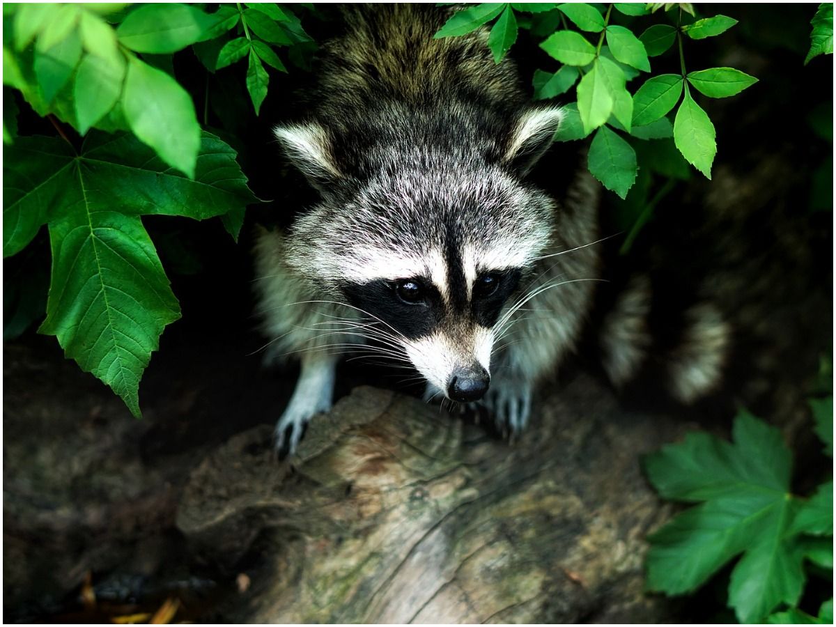 What is the spiritual meaning of a raccoon in your path