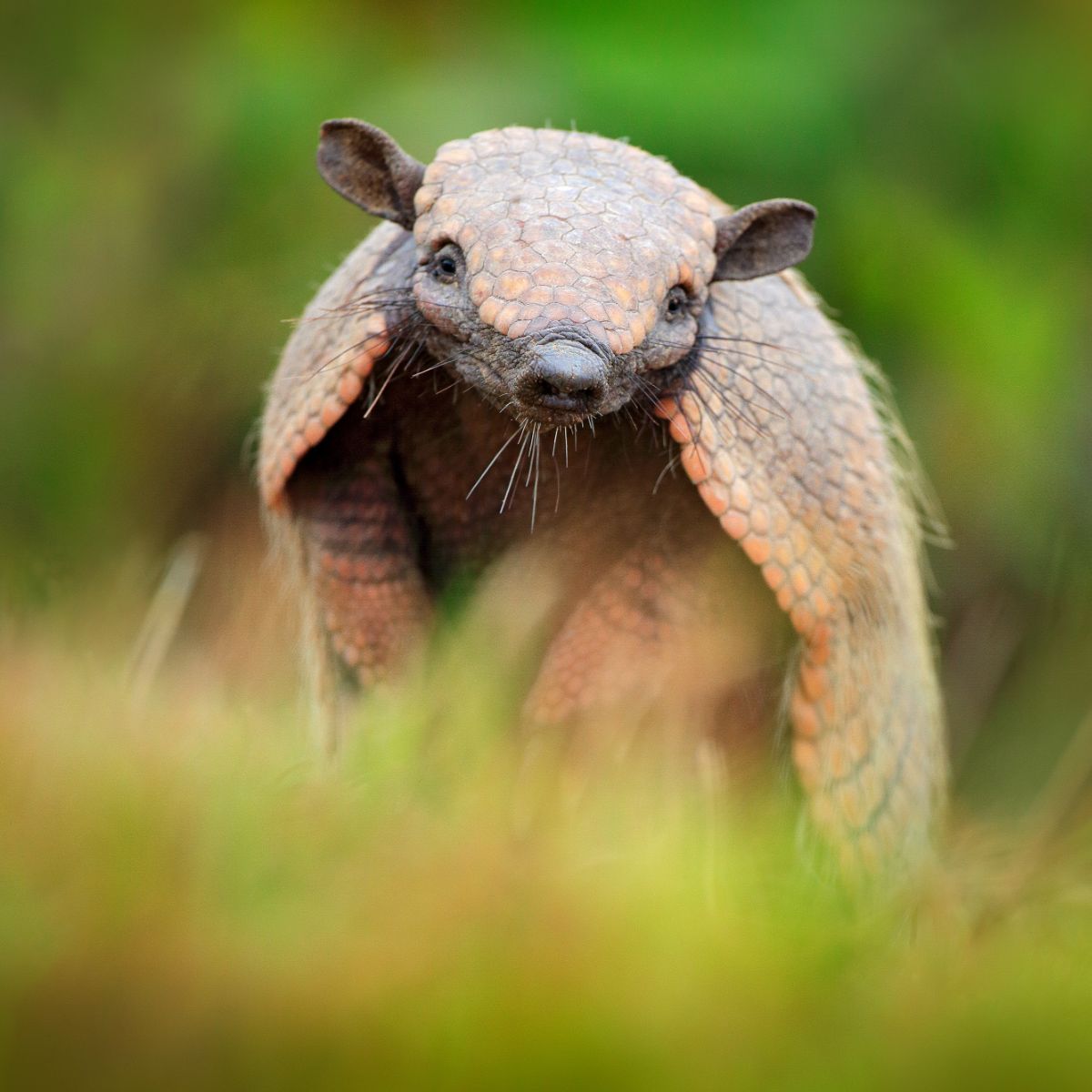 armadillo spirit animal