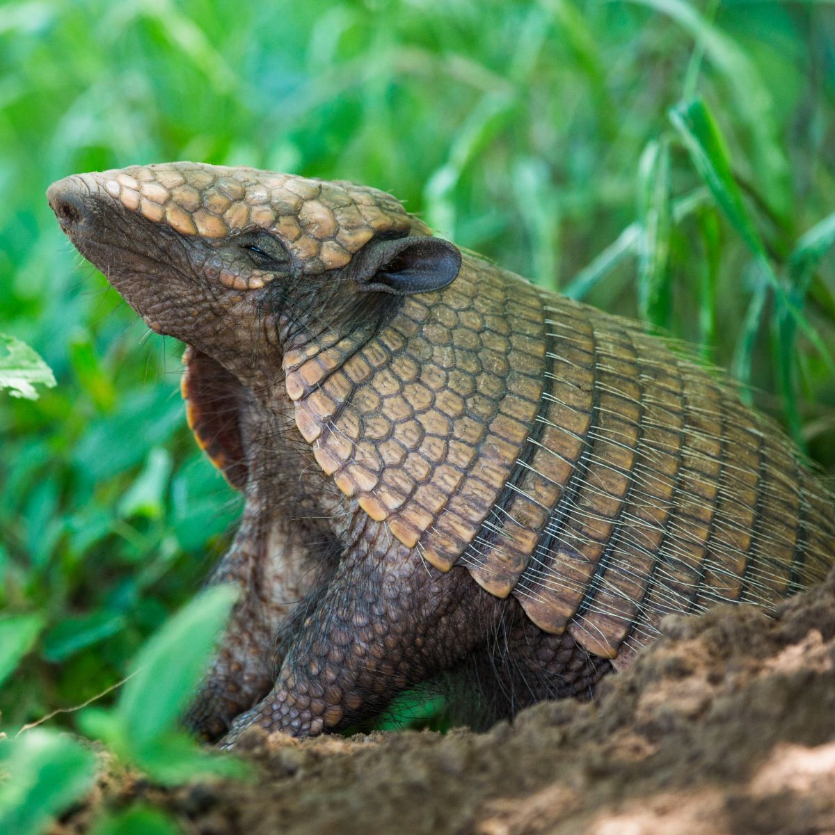 armadillo symbolism