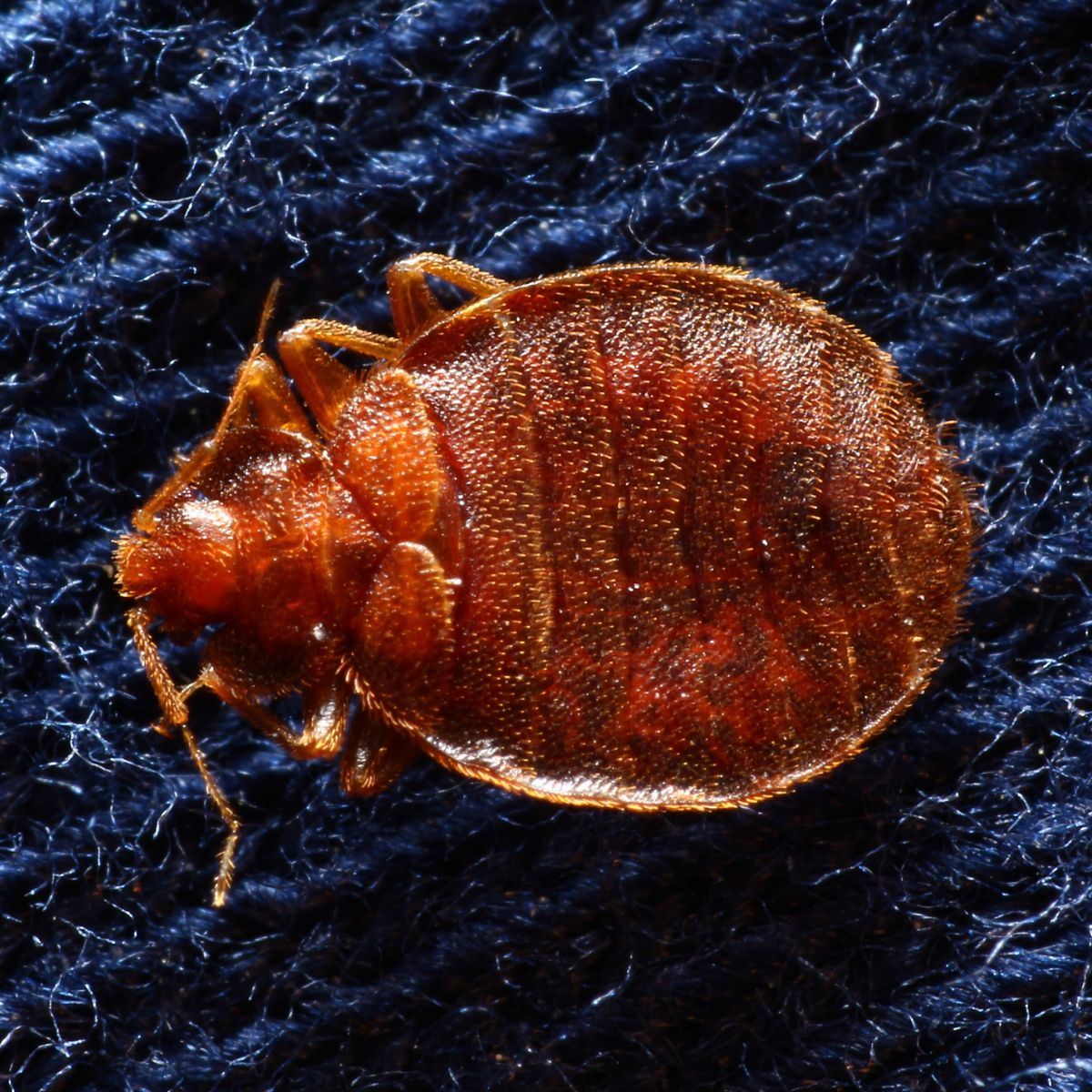 bed bugs spiritual meaning