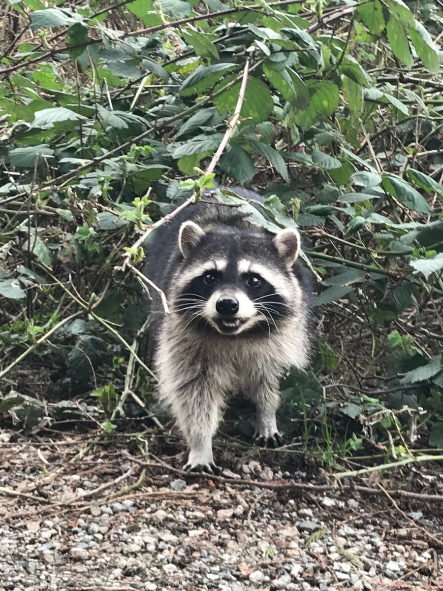 biblical meaning of raccoon