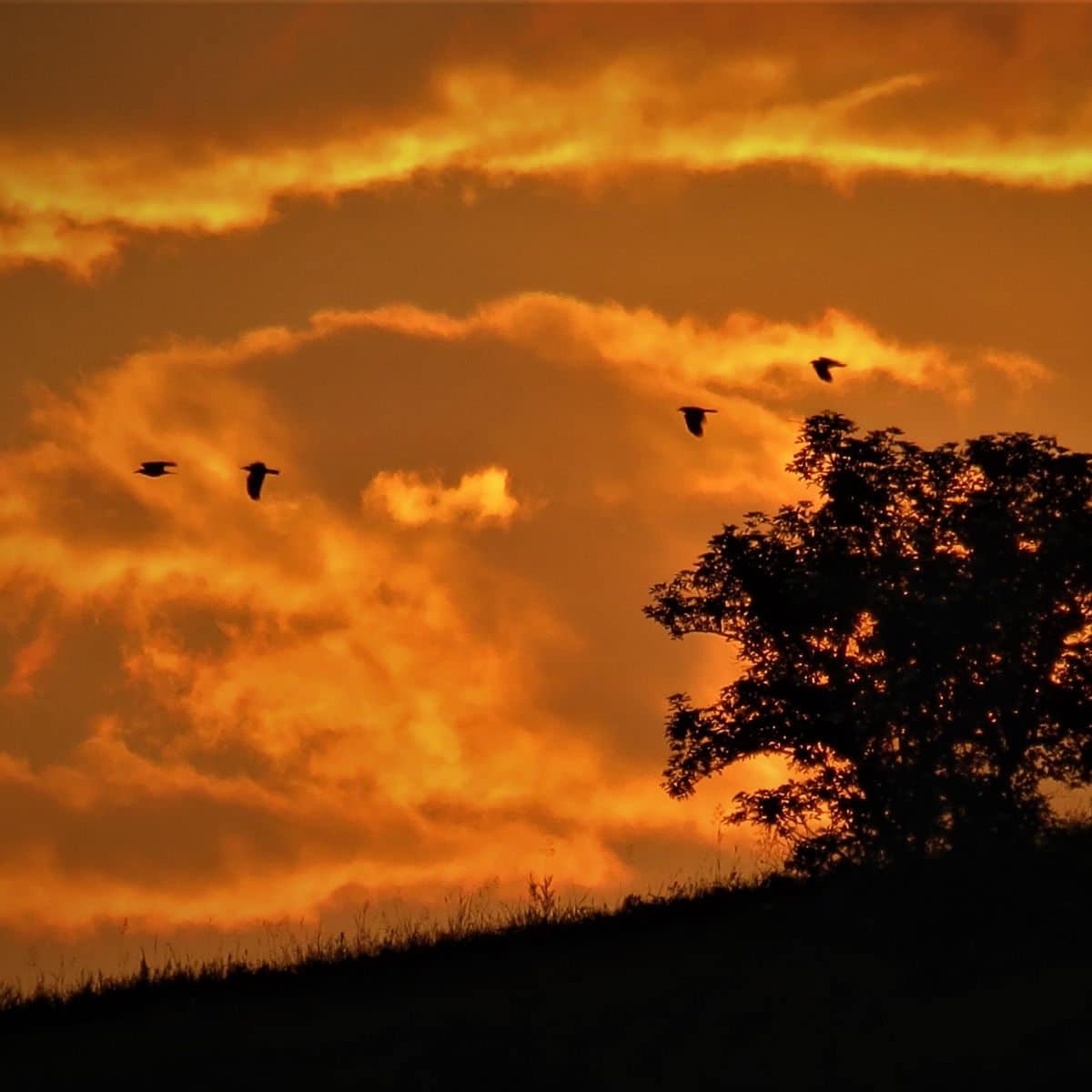 birds flying together meaning