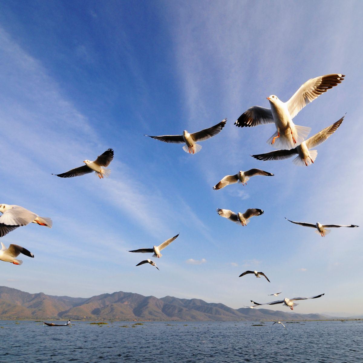 birds keep flying in front of my car spiritual meaning