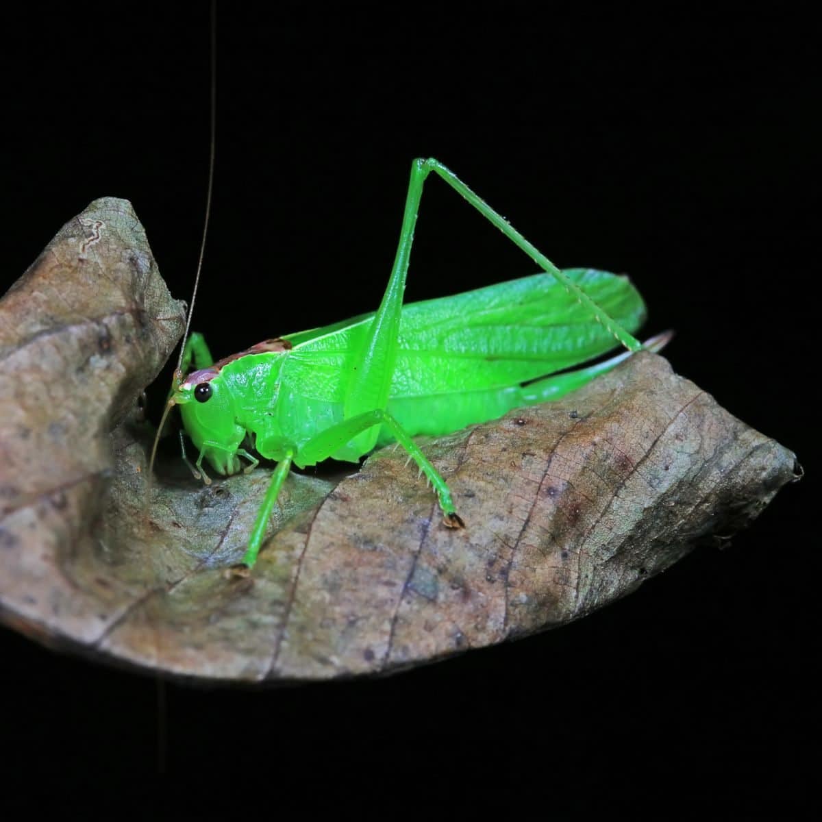 caddy did bug