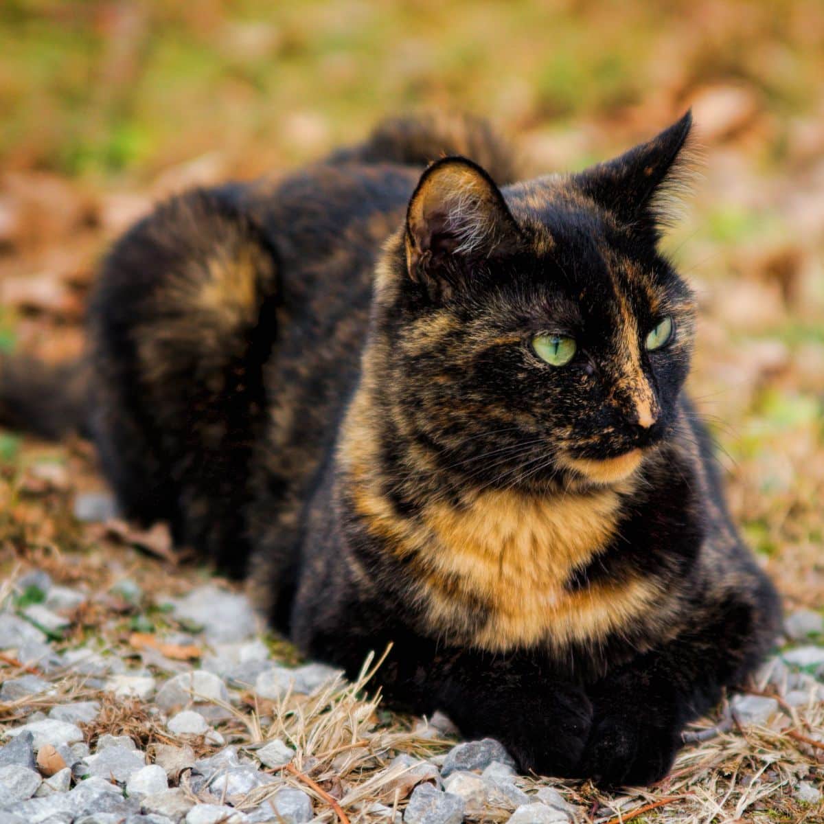 can cats see angels
