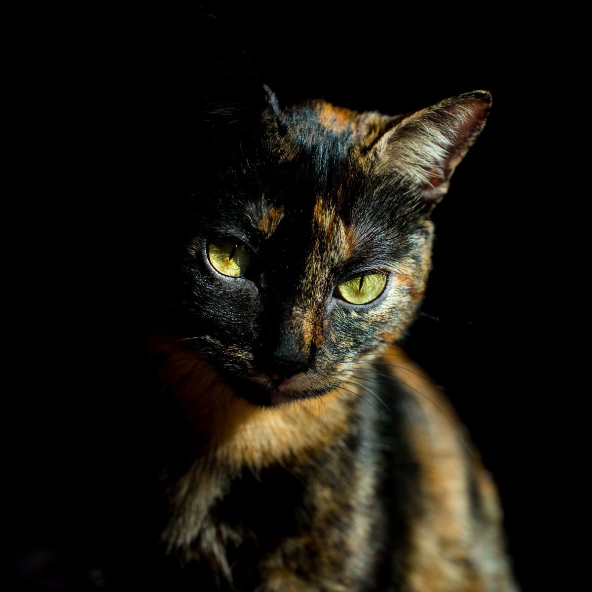 can cats sense spirits