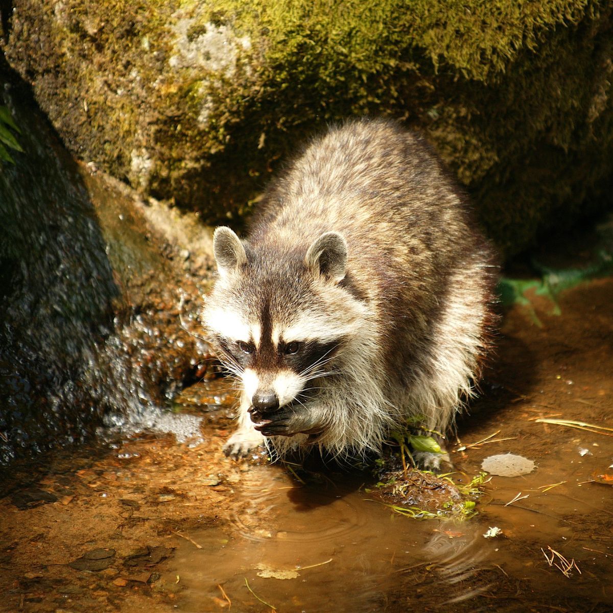 dead raccoon meaning