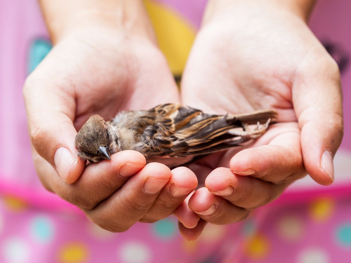 finding a dead bird meaning