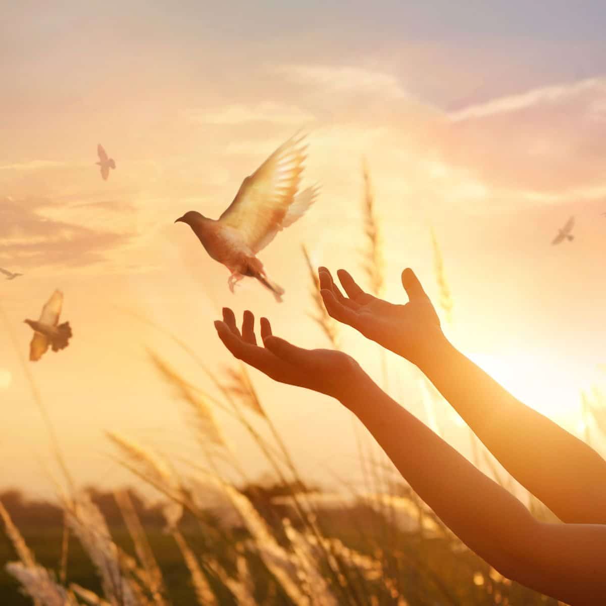 flock of birds meaning