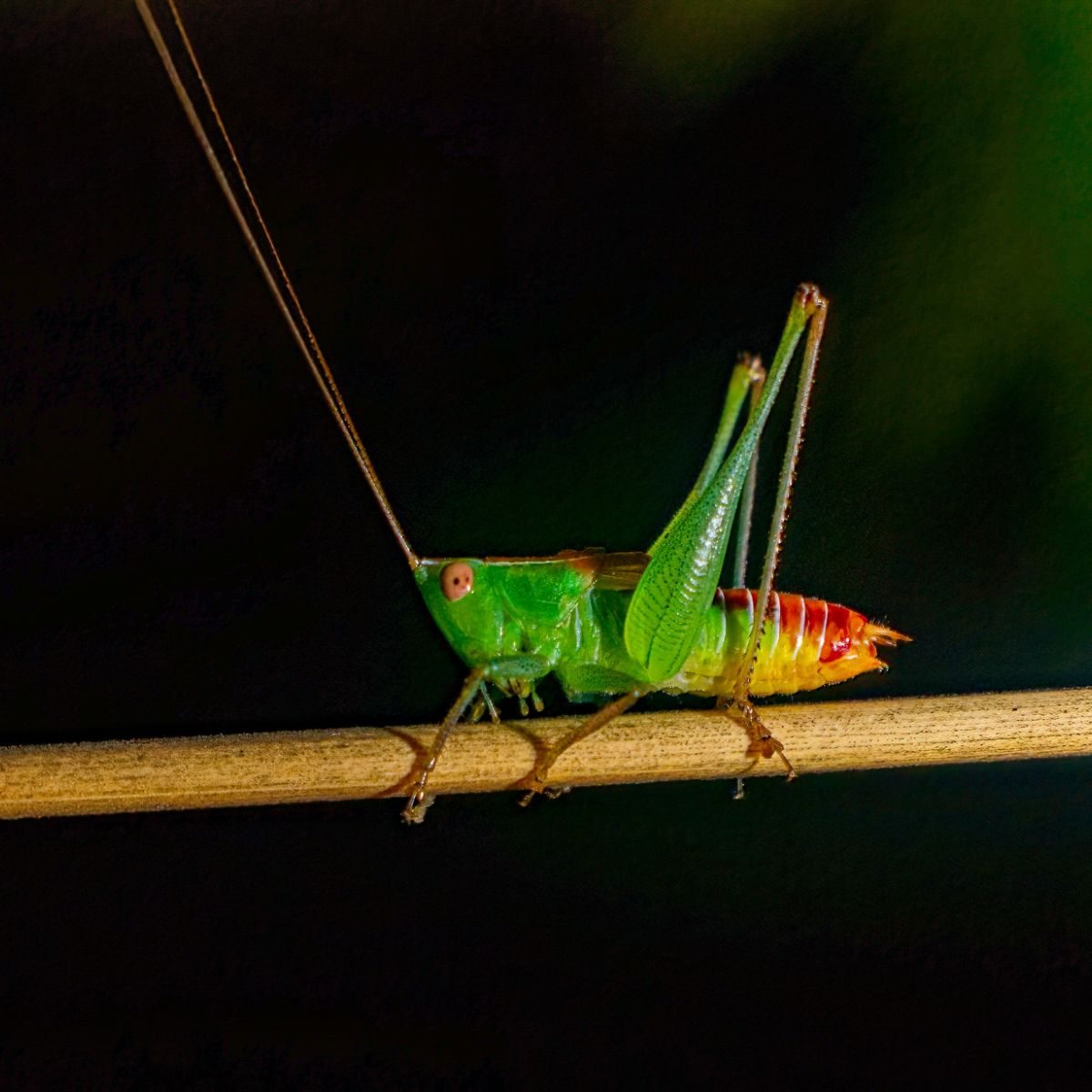 katydid in my house
