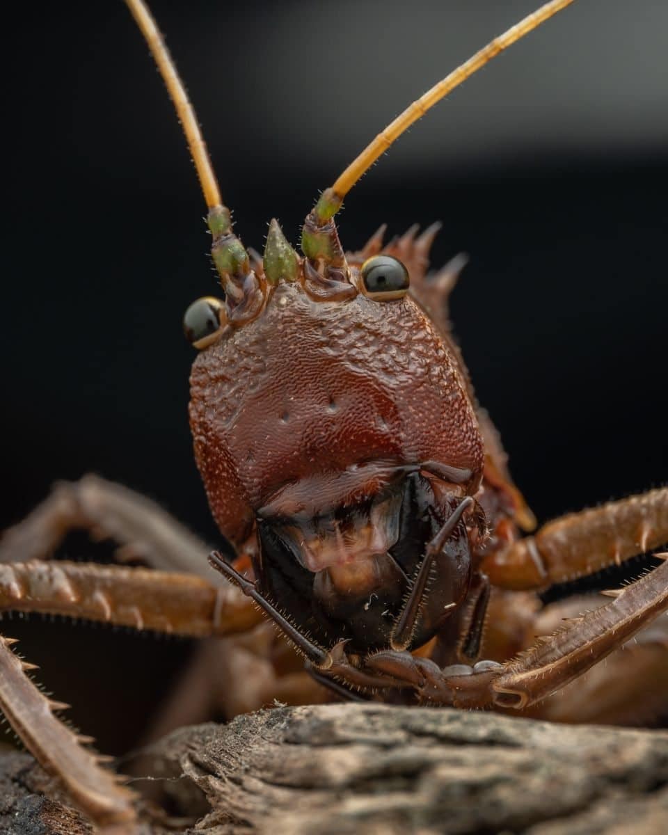 katydid leaf bug
