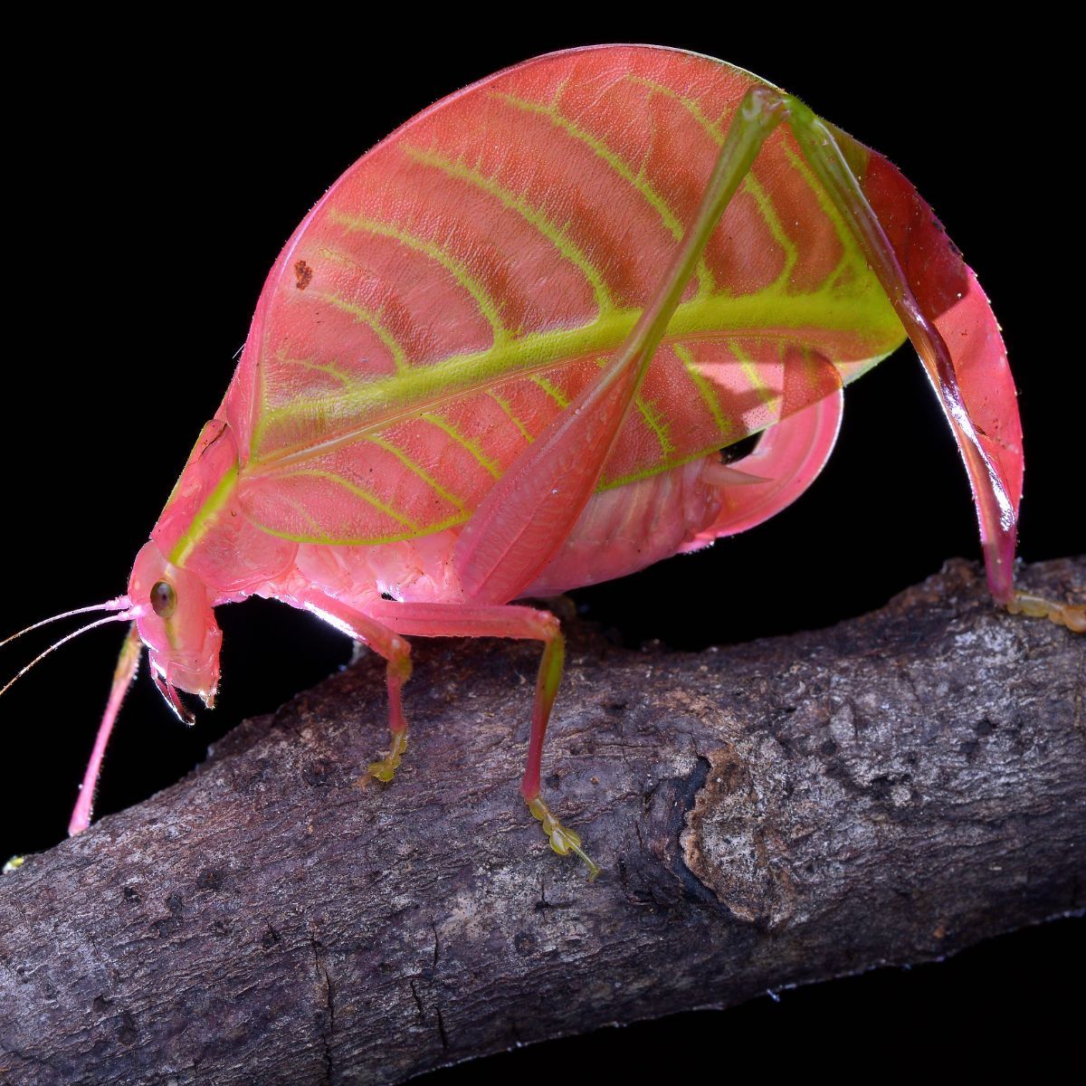 katydid meaning symbolism