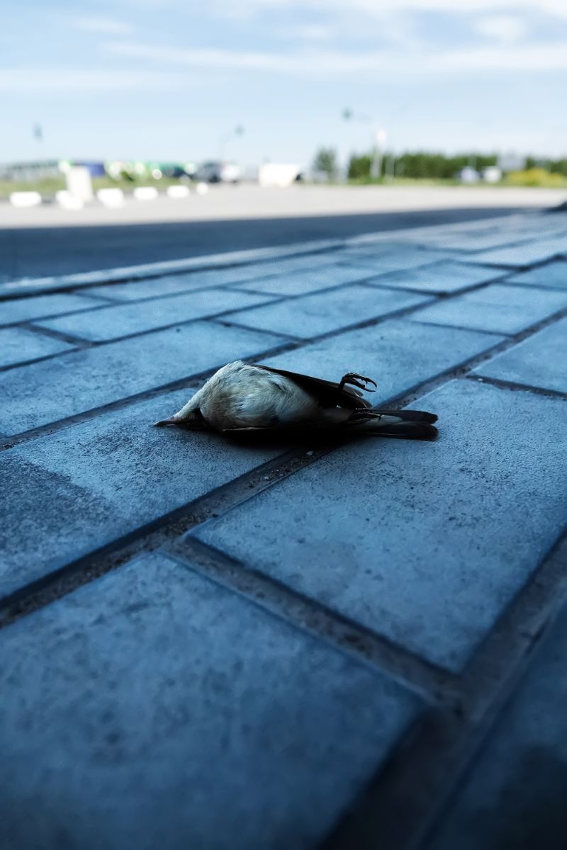 killing a bird by accident meaning