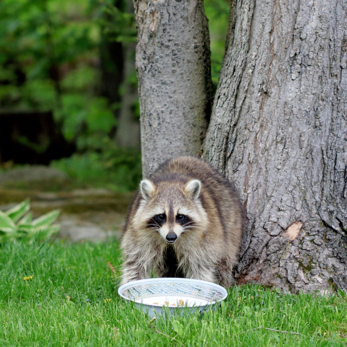 meaning of seeing a raccoon