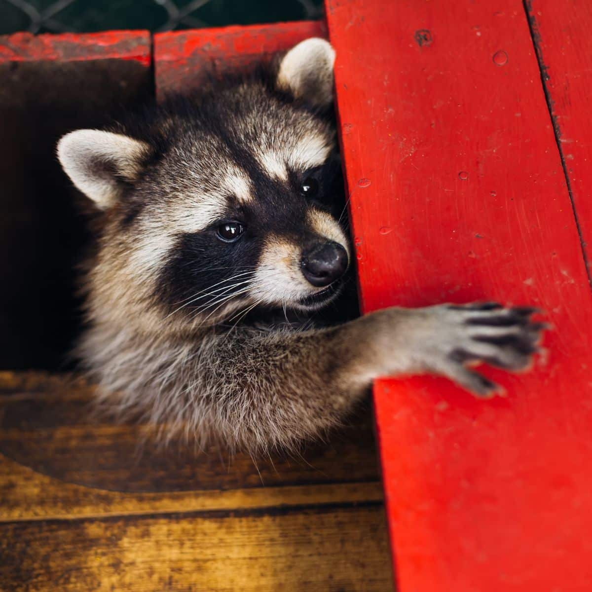 raccoon spiritual meaning