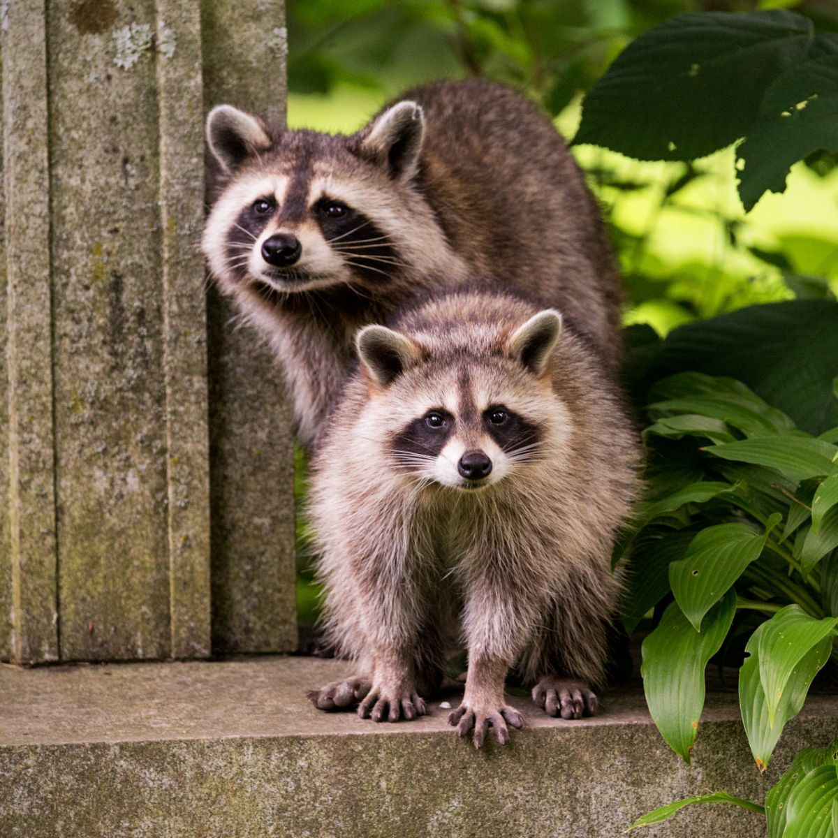 racoon spiritual meaning